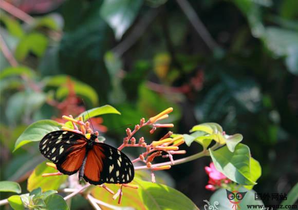 ButterFlyGrdens:加拿大維多利亞蝴蝶園