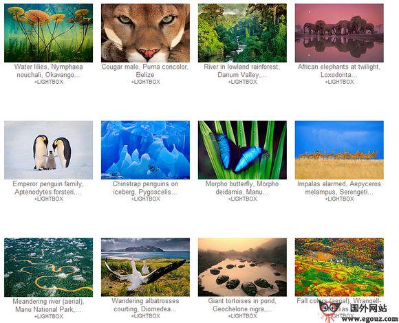 Lanting:野生動物攝影作品網