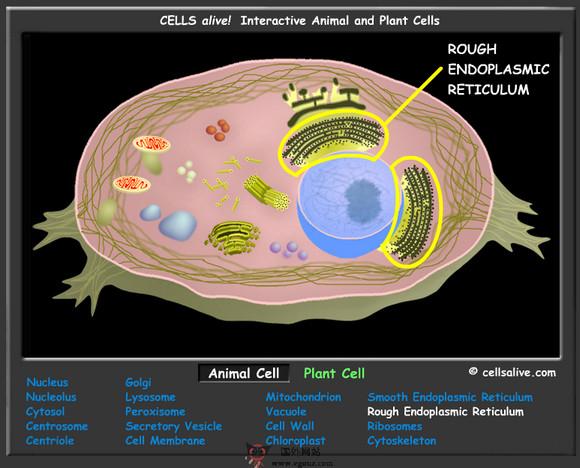 Cellsalive:基礎細胞生物學專題網