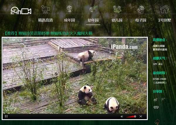 iPanda:線上大熊貓直播頻道網
