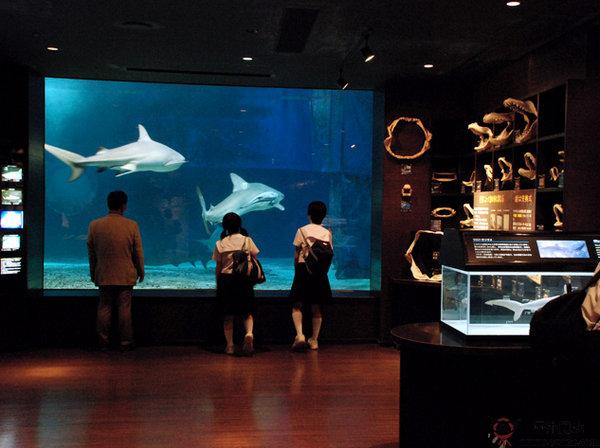 OkinawaChuraumi:日本沖繩美之海水族館