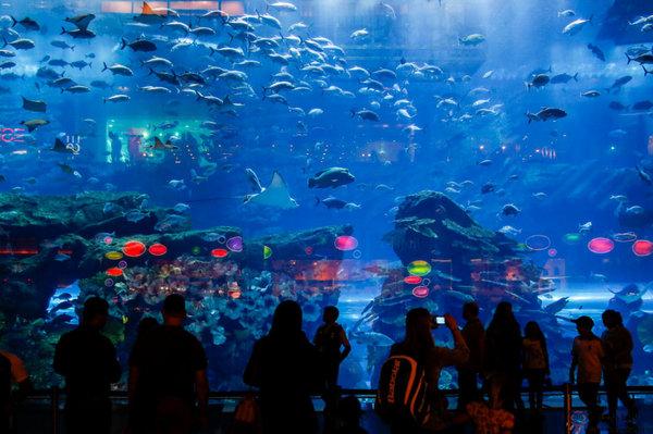 DubaiAquarium:迪拜海洋水族館，觀光廊