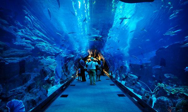 DubaiAquarium:迪拜海洋水族館