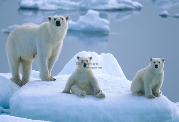 PBI:北極熊國際協會