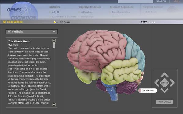 G2cOnline:線上3D大腦認知網